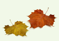 autumn leaves