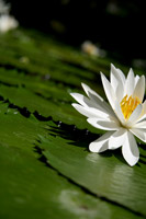 Water Lilly